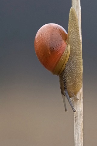 Schnecke